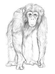 Jak narysować małpę - szympans 8