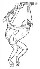 Jak narysować małpę 7