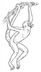 Jak narysować małpę 8