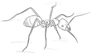 Jak narysować mrówkę 2