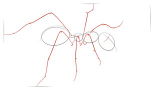 Jak narysować mrówkę 4