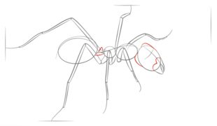 Jak narysować mrówkę 6