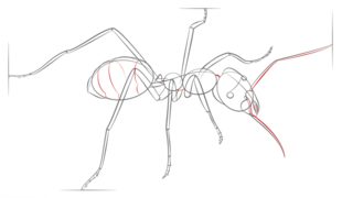 Jak narysować mrówkę 8