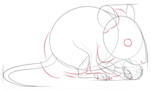 Jak narysować mysz 6