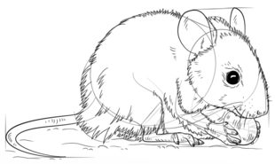 Jak narysować mysz 7