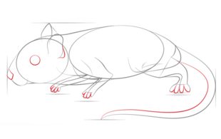 Jak narysować myszoskoczka 5