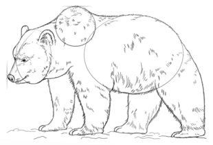 Jak narysować niedźwiedzia Grizzly  8