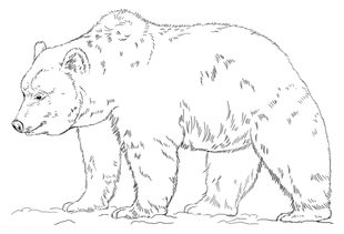 Jak narysować niedźwiedzia Grizzly 9