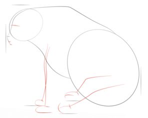 Jak narysować niedźwiedzia 3