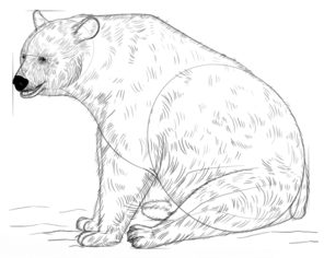 Jak narysować niedźwiedzia 8