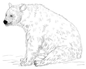Jak narysować niedźwiedzia 9