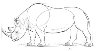 Jak narysować nosorożca 8