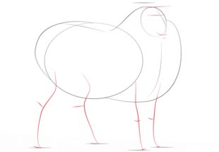 Jak narysować owcę 3