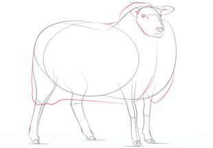 Jak narysować owcę 6