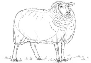 Jak narysować owcę 7