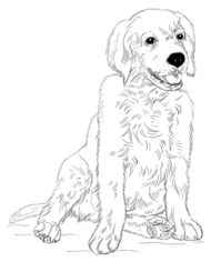 Jak narysować psa - Retriever 9
