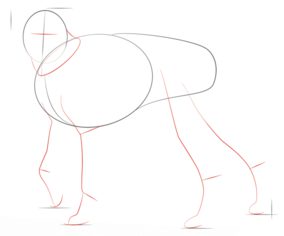 Jak narysować psa - Bokser 3