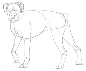 Jak narysować psa - Bokser 7