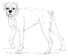 Jak narysować psa - Bokser 9