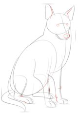 Jak narysować psa - Collie 6