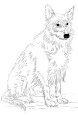 Jak narysować psa - Collie 9