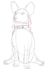 Jak narysować psa - Corgi 7