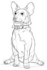 Jak narysować psa - Corgi 8