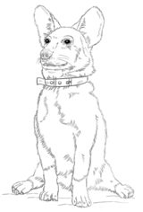 Jak narysować psa - Corgi 9