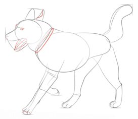 Jak narysować psa - Husky 6