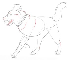 Jak narysować psa - Husky 7