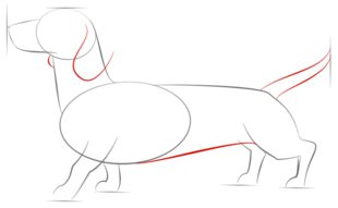 Jak narysować psa - Jamnik 5