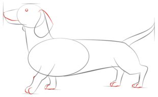 Jak narysować psa - Jamnik 6