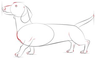 Jak narysować psa - Jamnik 7