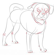 Jak narysować psa - Mops 6