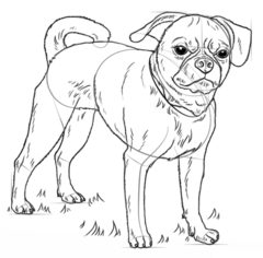 Jak narysować psa - Mops 7