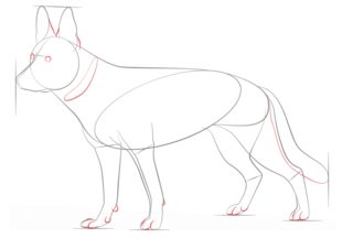 Jak narysować psa - Owczarek 5