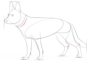 Jak narysować psa - Owczarek 6