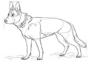 Jak narysować psa - Owczarek 8