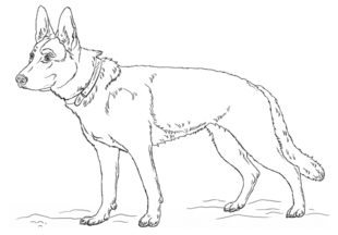 Jak narysować psa - Owczarek 9