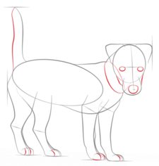 Jak narysować psa - Terrier 5