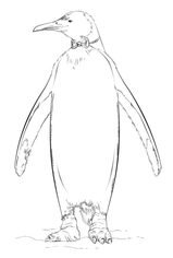 Jak narysować pingwina 9