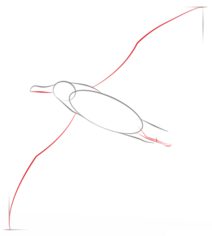 Jak narysować ptaka - Albatros 3