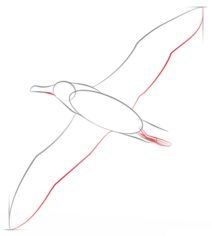 Jak narysować ptaka - Albatros 4