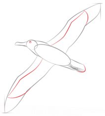 Jak narysować ptaka - Albatros 5