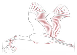 Jak narysować ptaka - Bocian 6