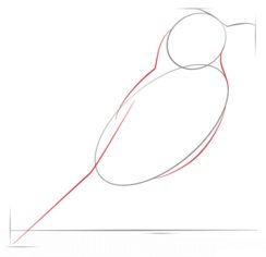 Jak narysować ptaka - Drozd 2