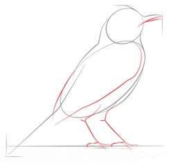 Jak narysować ptaka - Drozd 3