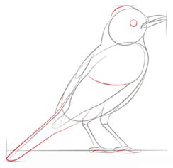 Jak narysować ptaka - Drozd 5