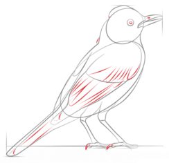 Jak narysować ptaka - Drozd 6