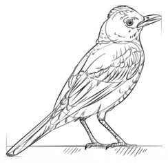 Jak narysować ptaka - Drozd 7
